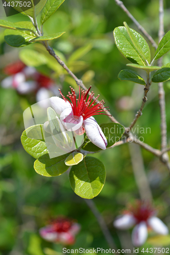 Image of Feijoa flowers