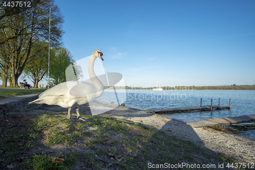 Image of Swan on the beach