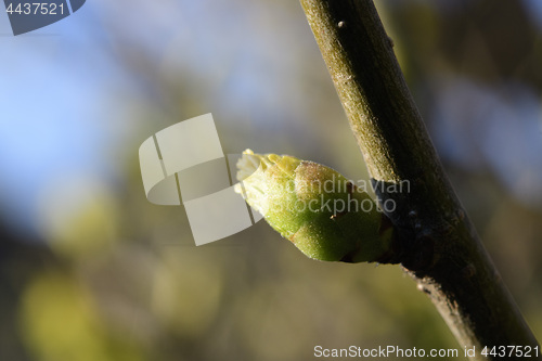 Image of Leaves sprout on a tree