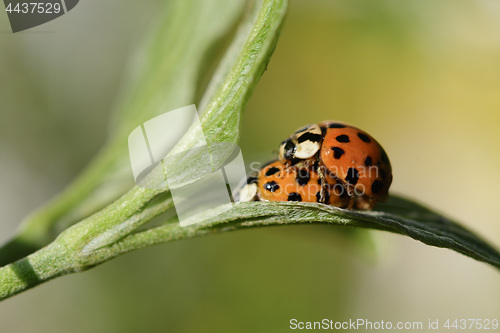 Image of Ladybug in the spring