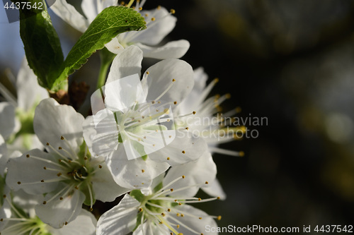 Image of Cherry blossoms in spring