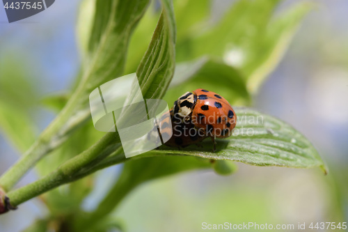 Image of Ladybug in the spring