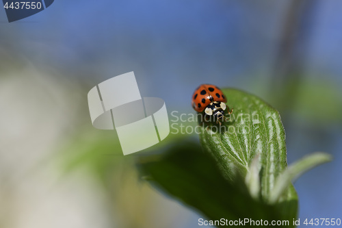 Image of Ladybug in the spring