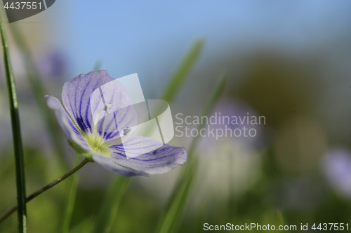 Image of Little blue flower