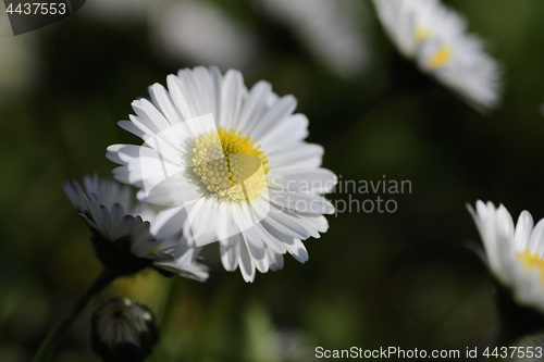 Image of Daisies on a meadow