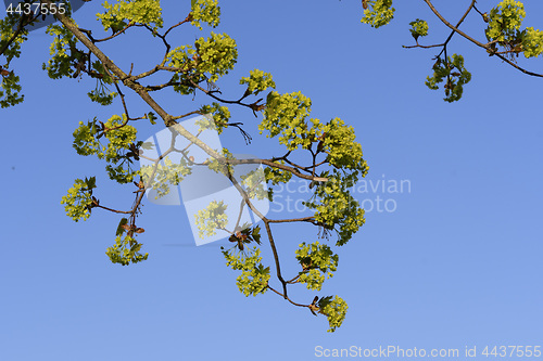 Image of Leaves sprout on a tree