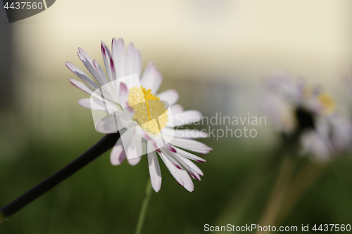 Image of Daisies on a meadow