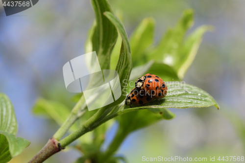 Image of Ladybug in the spring