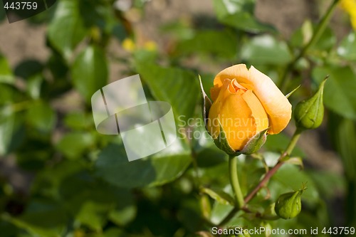 Image of rose in the garden