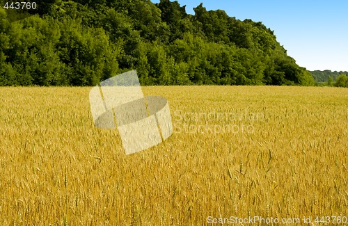 Image of field of wheat