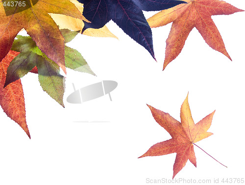 Image of Autumn fall Leaves