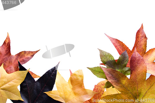 Image of Autumn fall Leaves