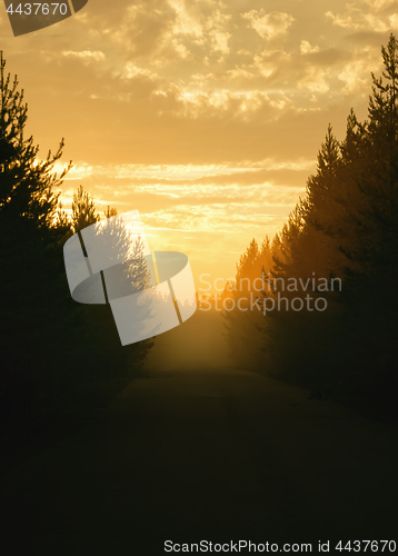 Image of Golden Foggy Sunset Landscape With Silhouettes Of Spruce