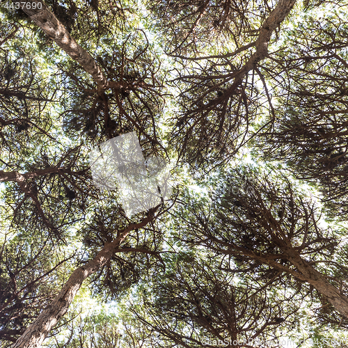 Image of Dense pine trees forest texture