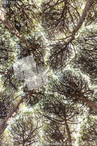 Image of Dense pine trees forest texture