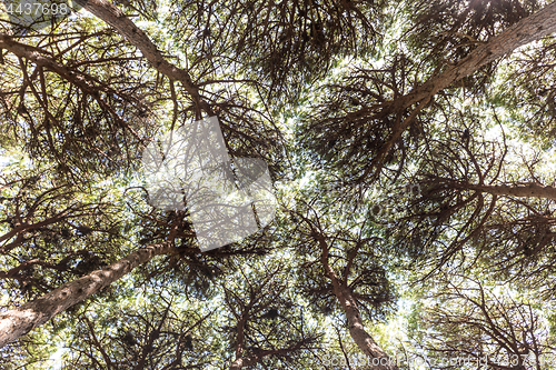 Image of Dense pine trees forest texture