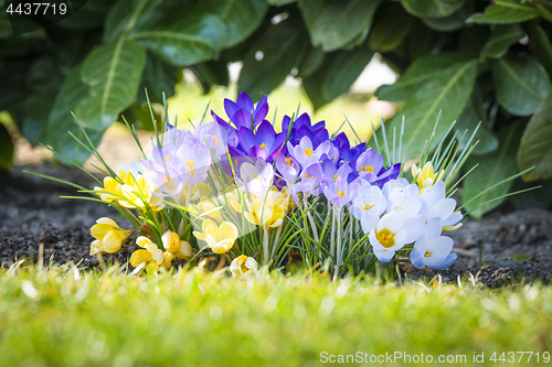 Image of Colorful crocus flowers in various colors