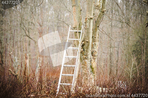 Image of Metal ladder in a tree in the fall