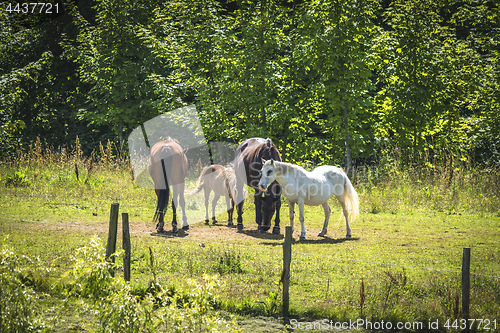 Image of Horses on a meadow in the summer