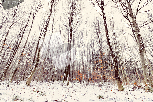 Image of Tall trees in a forest at wintertime