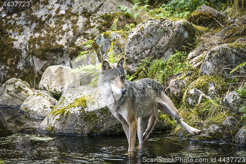 Image of Grey wolf in a river with rocks