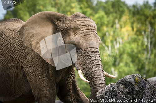 Image of Elephant playing with a rock