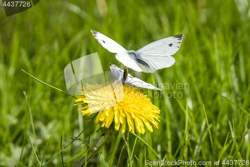 Image of Pieris Brassicae butterflies in the mating act in the spring