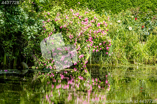 Image of Colorful flowers in pink colors reflection