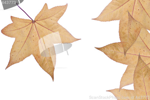 Image of Autumn fall Leaves