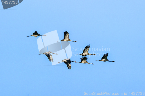 Image of Flock of cranes flying in the air