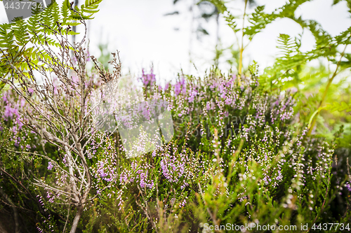 Image of Heather in blooming violet colors