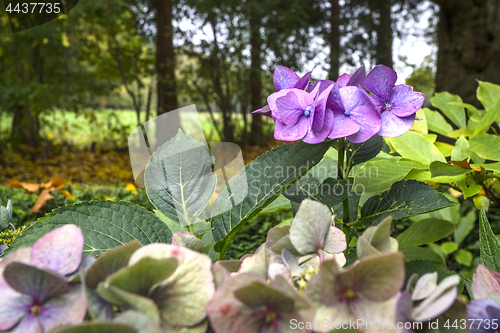 Image of Hortensia flowers in violet colors in a garden