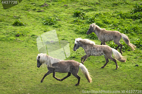 Image of Three grey pony horses running wild