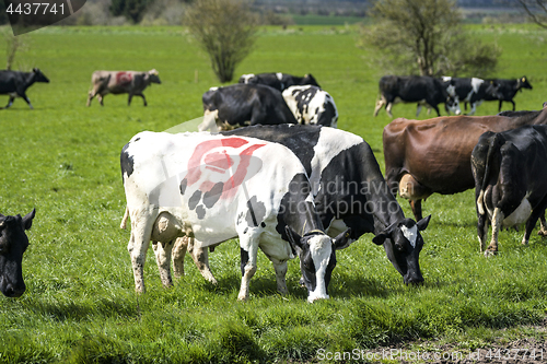 Image of Cows grazing on a green field in the spring