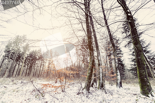 Image of Sunrise in a forest in the winter 