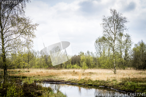 Image of Wilderness in the spring with birch trees