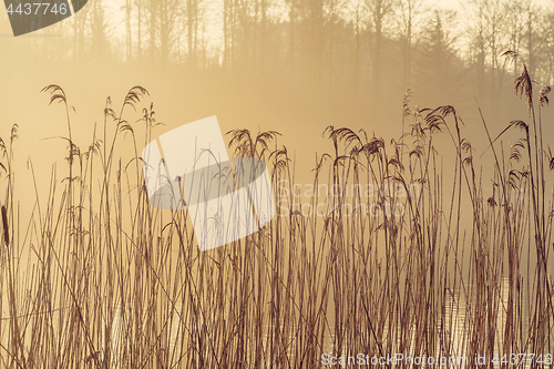 Image of Tall reeds by a lake in the morning sun with misty weather