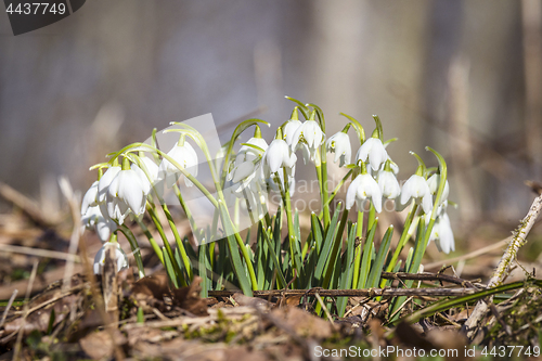 Image of Group of snowdrops in a forest in the spring