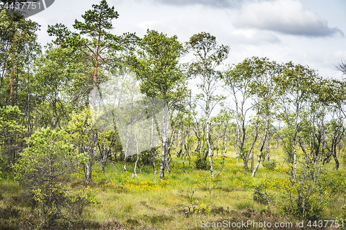 Image of Birch trees with green leaves