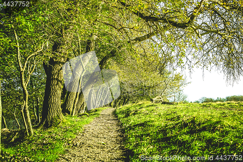 Image of Nature trail in a green forest at springtime