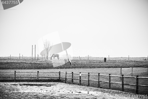 Image of Black and white photo of horses on a rural field