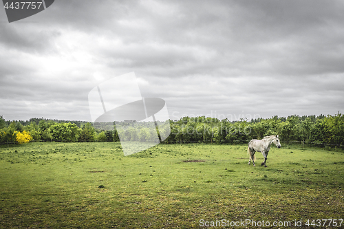 Image of White horse on a rural field with a fence