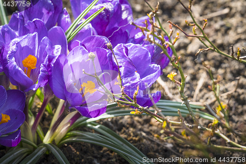 Image of Crocus flowers in purple color blooming in a garden