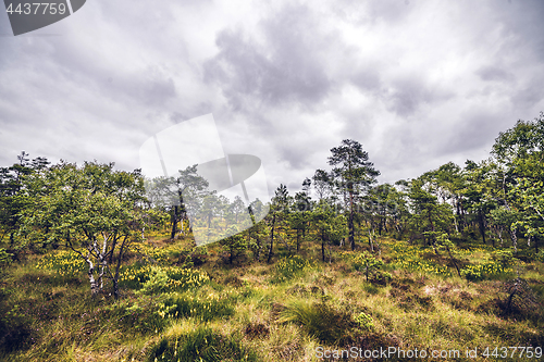 Image of Wilderness landscape with grass and wildflowers