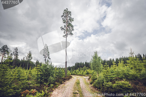 Image of Nature trail in a Scandinavian forest