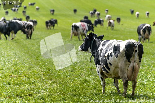 Image of Cow looking out on a herd in the spring