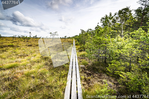 Image of Trail of wooden planks on a swamp area