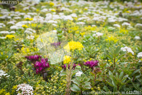 Image of Flowers on a meadow in the summer