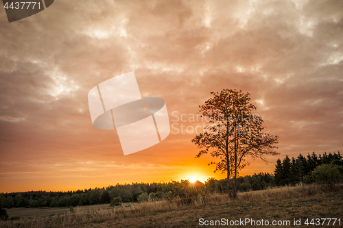 Image of Tree silhouette in the sunrise on a golden sky