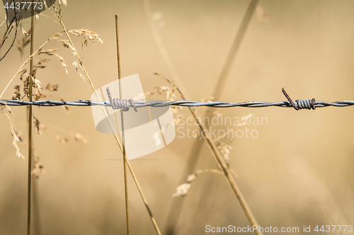 Image of Barb wire close-up on a golden field